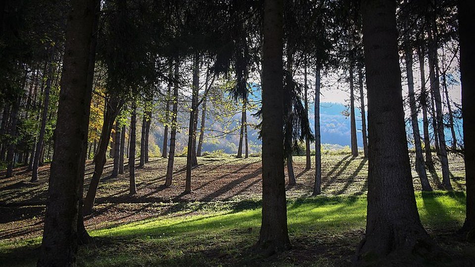 Zakon o šumama – kako se zakonodavac hvali ukidanjem parafiskalnih nameta bez ikakvih procjena učinaka